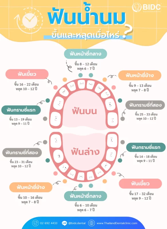 ฟันน้ำนมขึ้นตอนไหน